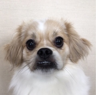 アントニオくん.jpg